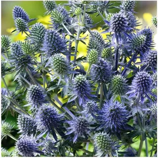 Stauden Gänge 5 x Eryngium planum 'Blue Hobbit' (Stauden/Staude/Mehrjährig/Winterhart) Blaue Edeldistel/Mannstreu - sehr Insekten- und Bienenfreundlich - tolle stahlblaue Färbung