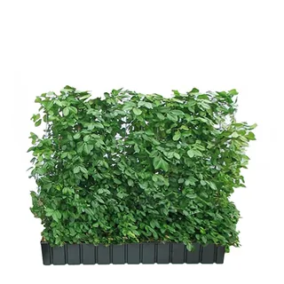 Hecke Am Laufenden Meter Spindelstrauch 100-120 cm