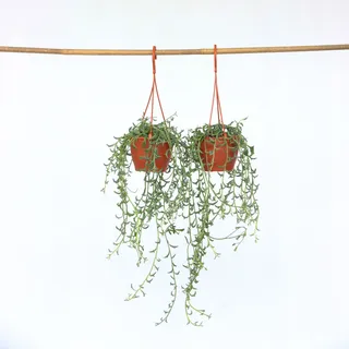 Plant in a Box - Delphinkette - 2 Stk - Senecio peregrinus - Höhe 10-20cm - Topf 12cm