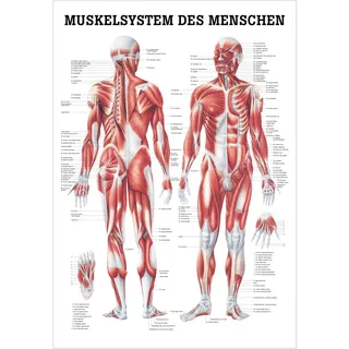 Menschliches Muskelsystem Lehrtafel Anatomie 100x70 cm medizinische Lehrmittel, Nicht Laminiert