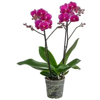 Dehner Schmetterlingsorchidee Ø Phalaenopsis cultivars, Asian Violin, Pink, Zartrosa