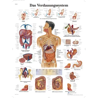 3B Scientific Lehrtafel laminiert - Das Verdauungssystem