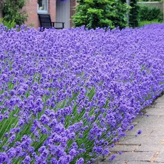 GardenersDream Lavandula angustifolia 'Hidcote' - Lavendel Pflanze Winterhart - Kübelpflanzen für Balkon & Terrasse - Premium Stauden Winterhart Mehrjährig