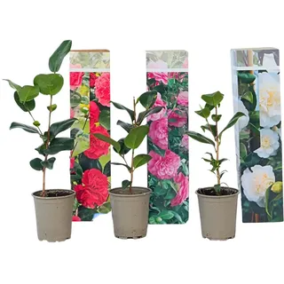 Plant in a Box - Camellia japonica - Höhe 25-40cm