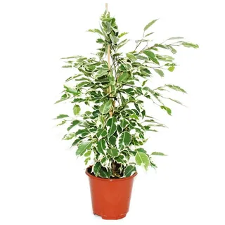 EXOTENHERZ Ficus benjamini "Twilight", Birkenfeige 14cm