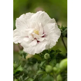 Pflanzen Für Dich Hibiscus syriacus 'White Chiffon', R 60–80 cm