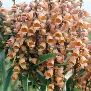 Pflanzen Für Dich Digitalis parviflora, Fingerhut, ca. 9x9 cm Topf