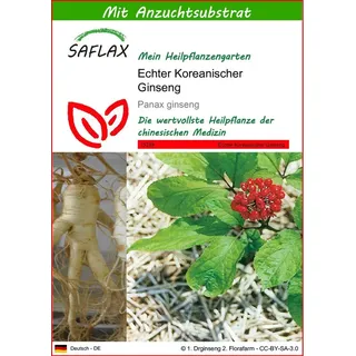 SAFLAX - Koreanischer Ginseng - Mit Topfsubstrat für eine bessere Kultivierung - Panax ginseng