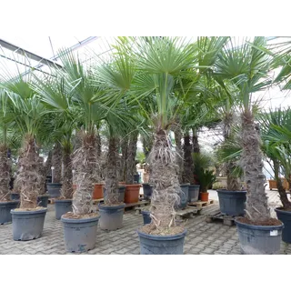 grünwaren XXXXL 210-230 cm Trachycarpus fortunei Hanfpalme, winterharte Palme bis -18°C