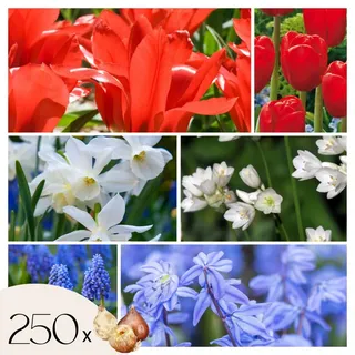 Plant in a Box - Blumenzwiebelmischung - 250 Stk - Tulipa Narcissus Scilla Allium