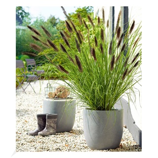 BALDUR Garten Schwarzes Lampenputzergras, 1 Pflanze, Ziergras, winterharte Staude, trockenresistent, mehrjährig, blühend, Pennisetum alopecuroides var. viridescens, Federborstengras