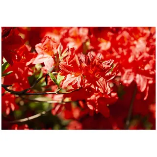 Pflanzen Für Dich Rhododendron luteum 'Fireball', gelb-orange, 40–50 cm