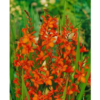 Pflanzen Für Dich Crocosmia masoniorum p 1