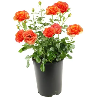 Tchibo - Rose »Lollipop« - gelb