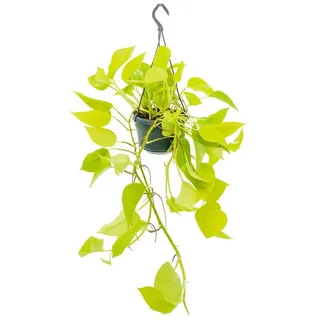 EXOTENHERZ Zimmerpflanze zum Hängen leuchtende Efeutute Epipremnum Golden Pothos Scindapsus 14cm Ampeltopf