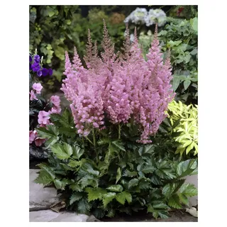 Stauden Gänge 3 x Astilbe chinensis pumila (Winterhart/Stauden/Staude/Mehrjährig) Zwerg Prachtspiere - in Lila - Das Highlight für Ihre Gartenidylle - Sehr Bienenfreundlich - Pflegeleicht