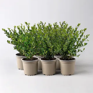 Ilex crenata 'Dark Green®', Topf-Ø 9 cm, 6er-Set