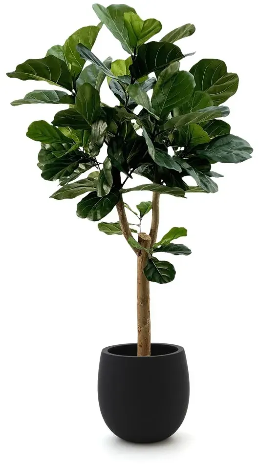 Designplants/Luca Lifestyle Lyrata Y Kunstbaum (h:170 cm) mit Grigio Balloon Blumentopf