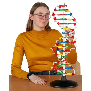 DNA-Modell groß, zerlegbar