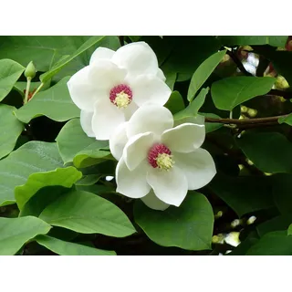 Sommer-Magnolie Magnolia sieboldii Pflanze 25-30cm Siebolds Magnolie Rarität