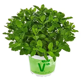 Piardino Marokkanische Minze Bio  (Mentha spicata Maroccan)