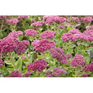 Pflanzen Für Dich Sedum Telephium Herbstfreude Fetthenne 2-3 Liter Container