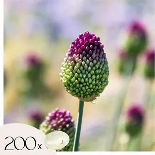 Plant in a Box - 200 Stk - Allium 'Sphaerocephalon' - Blumenzwiebeln - Lila