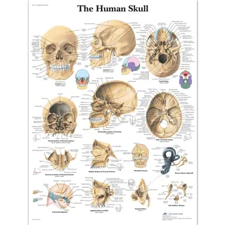 3B Scientific – Laminierte Menschlicher Schädel Tafel – UV- & Staubgeschütztes Anatomieposter für Studium, Lehre & Kliniken
