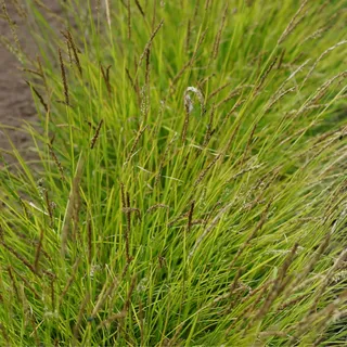 Blumixx Stauden Sesleria autumnalis - Herbst-Blaugras graugrün