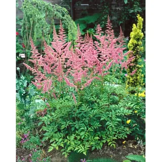 Pflanzen Für Dich Astilbe x arendsii 'Bressingham Beauty', rosa Blüten, ca. 9x9 cm Topf