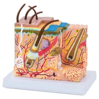 Die Haut - Anatomiemodell