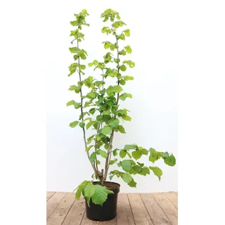 Pflanzen Für Dich Corylus avellana, Haselnuss, 60–100 cm