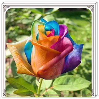Rosen Zwiebeln-Winterhart Mehrjährig Rosen Pflanzen Rosen Pflanzen Winterhart Rosenrhizom Rosenzwiebel Rosenpflanze Rose Pflanze Pflanzen Winterhart Pfingstrosen Pflanzen Winterhart-5zwiebeln-g