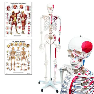 Elementary Anatomy Skelett - Mike, das Budget-Muskelskelett - lebensgroßes menschliches Skelett mit bemalten Muskelansätzen & Ursprüngen - Schulungsmaterialien - Halloween