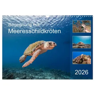 Calvendo Begegnung mit Meeresschildkröten (Wandkalender 2026 DIN A3 quer), CALVENDO Monatskalender: Treffen mit Meeresschildkröten sind besondere Momente! (CALVENDO Tiere)