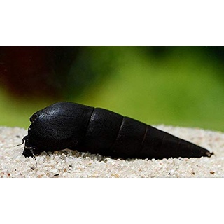 Diskuskeller 5 STK. Teufelsdornschnecke - Faunus ater XL im Sparpaket/Schnecke/Algenfresser