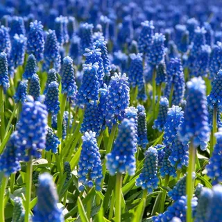 Plant in a Box - Traubenhyazinthen - 200 Stk - Muscari armeniacum - Blumenzwiebeln - Blau