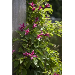 PlantaPro Clematis texensis 'Princess Diana' – Blühende Kletterpflanze von Native Plants