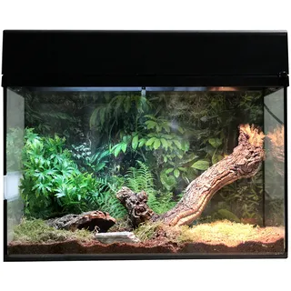 Lucky Reptile Starter Kit Vogelspinne/Skorpion, Farbe:Schwarz