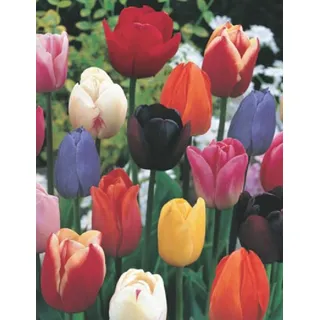 200 Tulpenzwiebeln Mischung Blumenzwiebeln