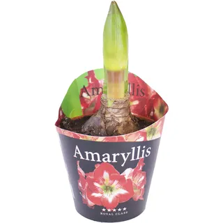 Amaryllis Hippeastrum Echte Pflanze im Topf - Bunte Sets - Eingepflanzte Amaryllis Blumenzwiebeln, tolle Blühpflanze Zimmerpflanze winterhart Blumen Amarillis Amarillys, Amarylis (1 Zweifarbig)