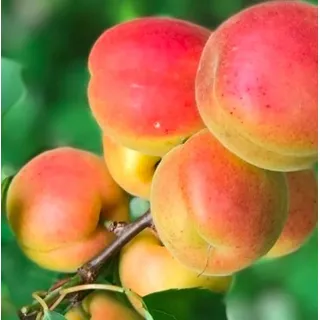 Obstbaum `Klosterneuburger Marille ́ - 120-140cm im Topf