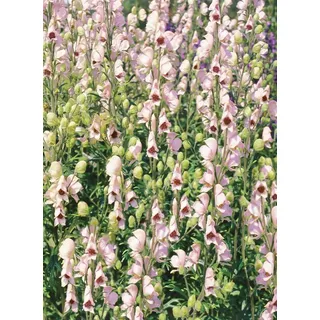 Pflanzen Für Dich Aconitum napellus 'Rubellum' p 1