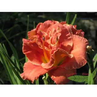 Baumschule Gold - Hemerocallis Moses Fire gefüllte feurigrote Taglilie starke Pflanze im 11cm Topf