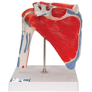 3B Scientific A880 Schultergelenk mit Rotatormanschette, 5-teilig + gratis Anatomie-Software - 3B Smart Anatomy