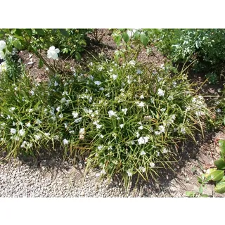 Pflanzen Für Dich Tradescantia x anders., weiß p 0,5
