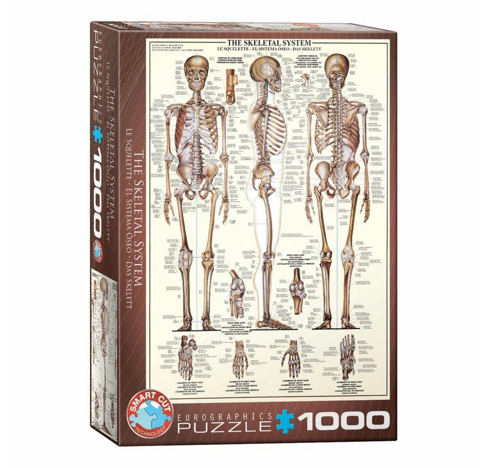 EUROGRAPHICS Puzzle Das Skelett, 1000 Puzzleteile bunt