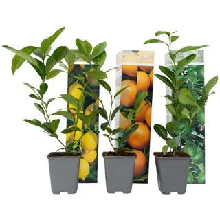 Plant in a Box - 3er Set - Zitronenbaum, Orangenbaum, Limettenbaum - Topf 9cm - Höhe 25-40cm