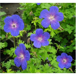 Storchenschnabel, 3 Pflanzen, blau blühend