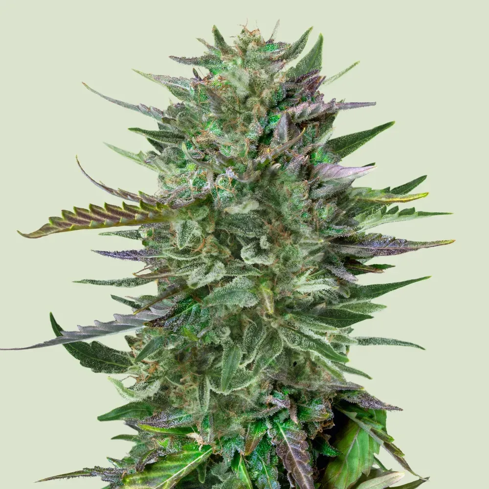 Royal Queen Seeds Do-si-dos 1 Samen